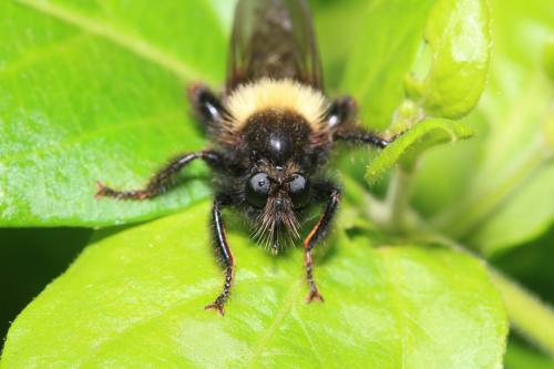 Laphria flava